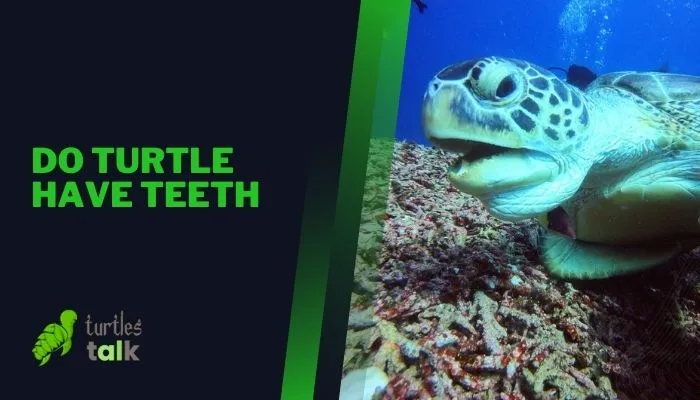 Do Turtle Have Teeth