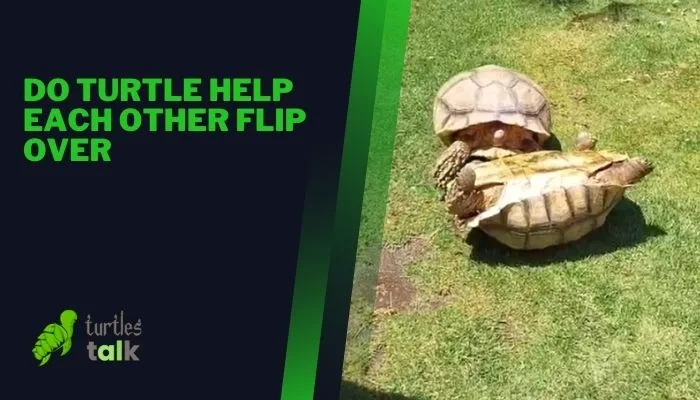 Do Turtle Help Each Other Flip Over