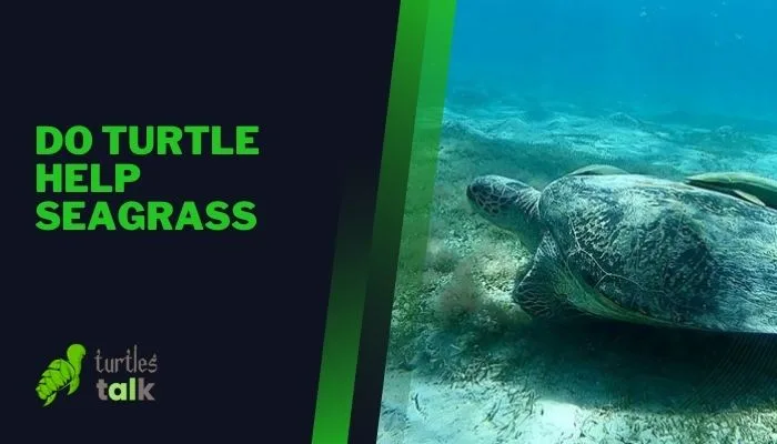 Do Turtle Help Seagrass