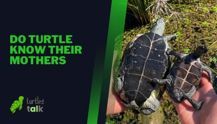 Do Turtle Know Their Mothers