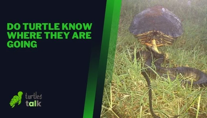 Do Turtle Know Where They Are Going