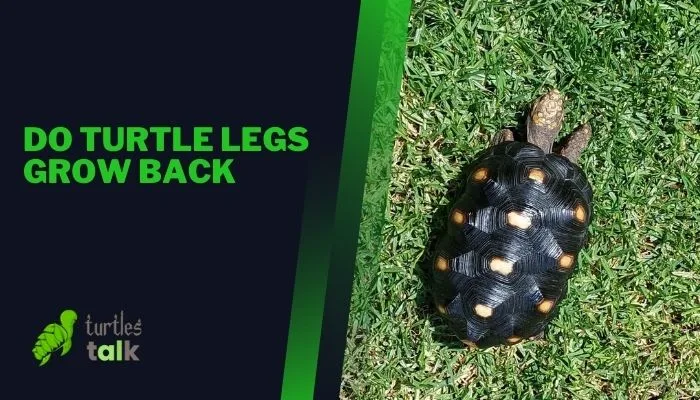 Do Turtle Legs Grow Back