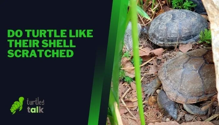 Do Turtle Like Their Shell Scratched