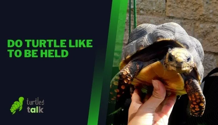 Do Turtle Like to Be Held