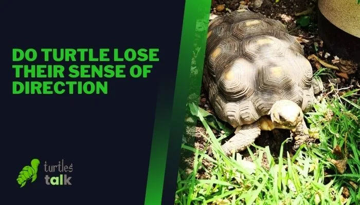 Do Turtle Lose Their Sense of Direction