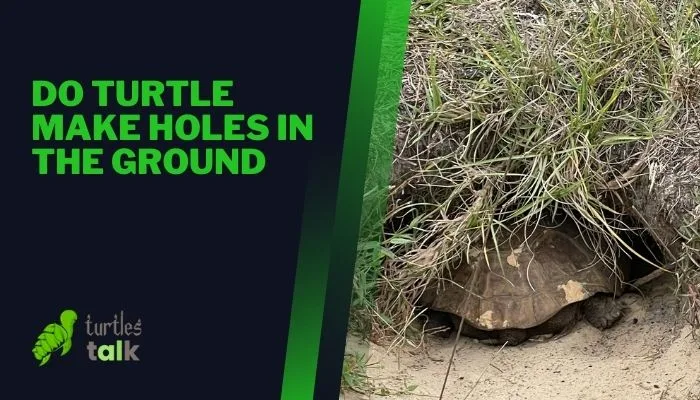 Do Turtle Make Holes in the Ground