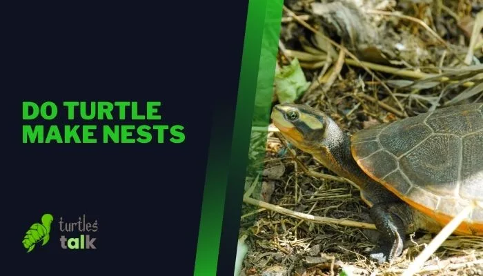 Do Turtle Make Nests