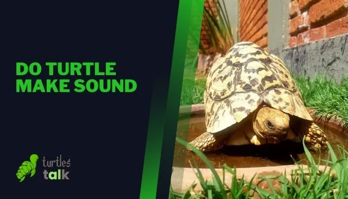 Do Turtle Make Sound