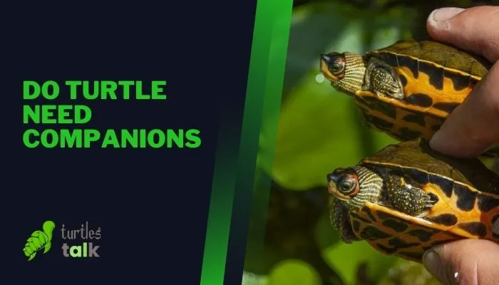 Do Turtle Need Companions