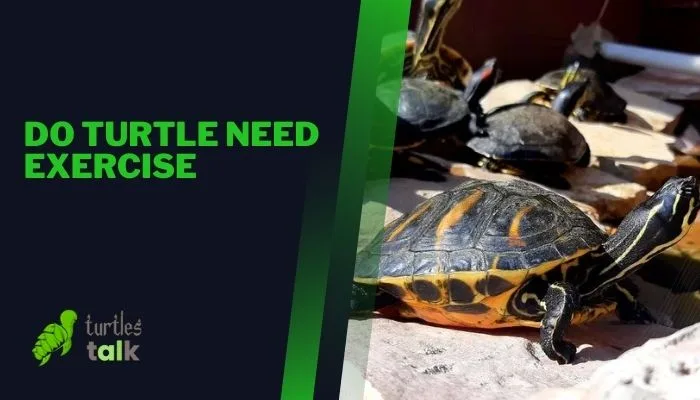 Do Turtle Need Exercise