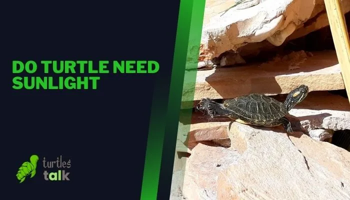 Do Turtle Need Sunlight