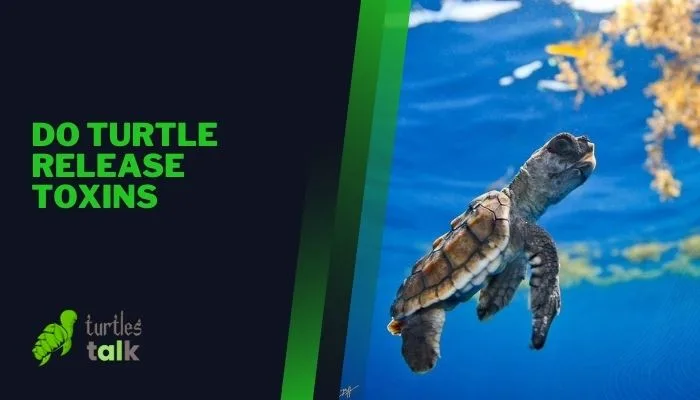 Do Turtle Release Toxins