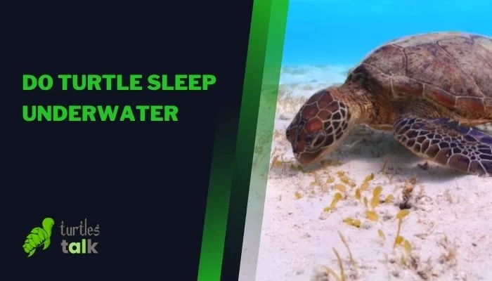 Do Turtle Sleep Underwater