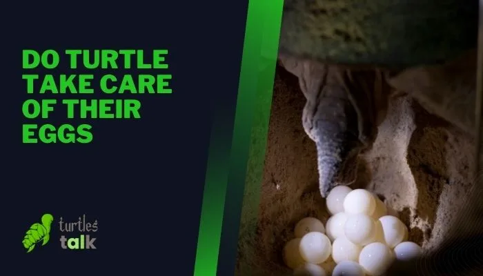 Do Turtle Take Care of Their Eggs