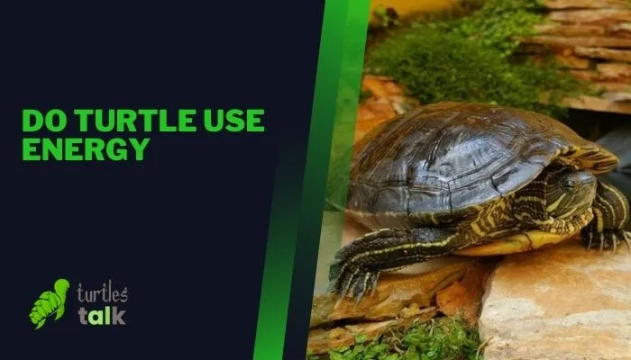 Do Turtle Use Energy