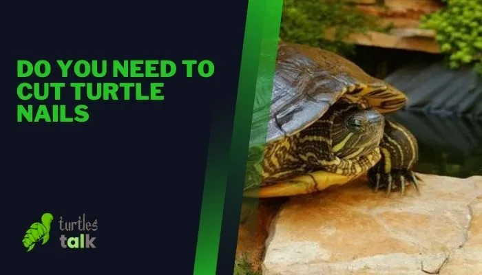 Do You Need to Cut Turtle Nails