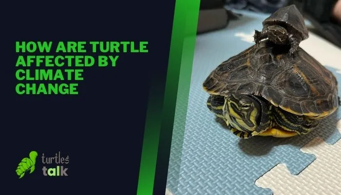 How Are Turtle Affected by Climate Change