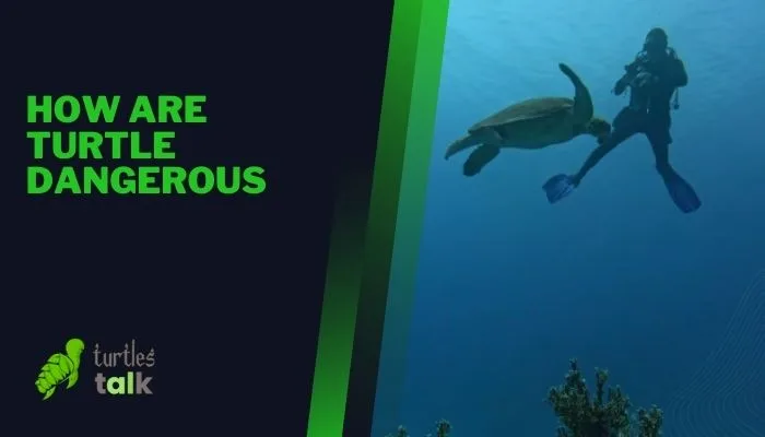 How Are Turtle Dangerous