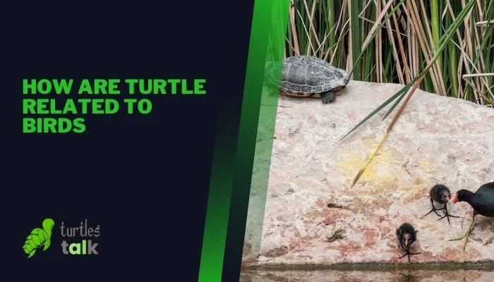 How Are Turtle Related to Birds