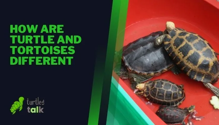 How Are Turtle and Tortoises Different