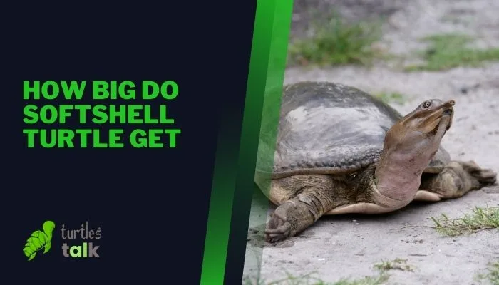 How Big Do Softshell Turtle Get