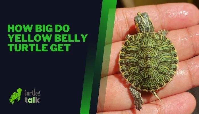 How Big Do Yellow Belly Turtle Get