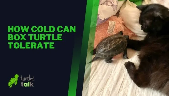 How Cold Can Box Turtle Tolerate