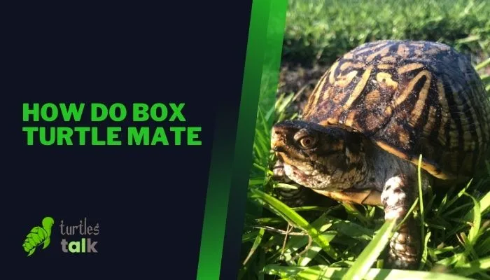 How Do Box Turtle Mate