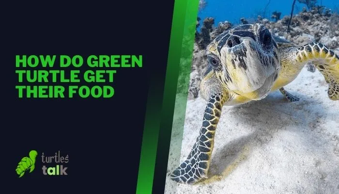 How Do Green Turtle Get Their Food