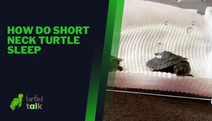 How Do Short Neck Turtle Sleep