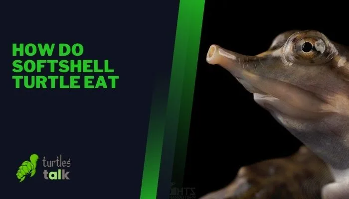 How Do Softshell Turtle Eat