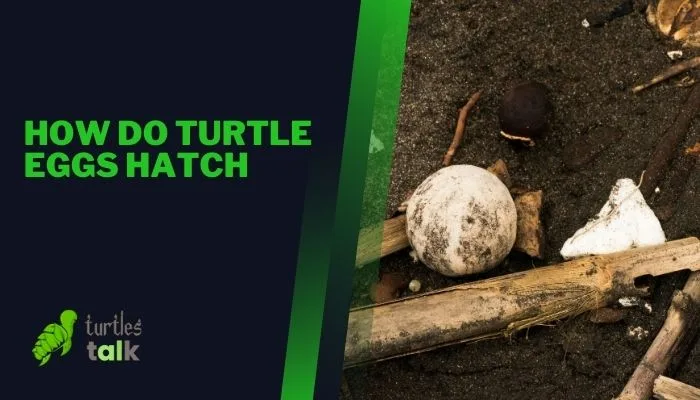 How Do Turtle Eggs Hatch