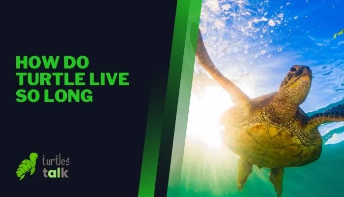 How Do Turtle Live So Long