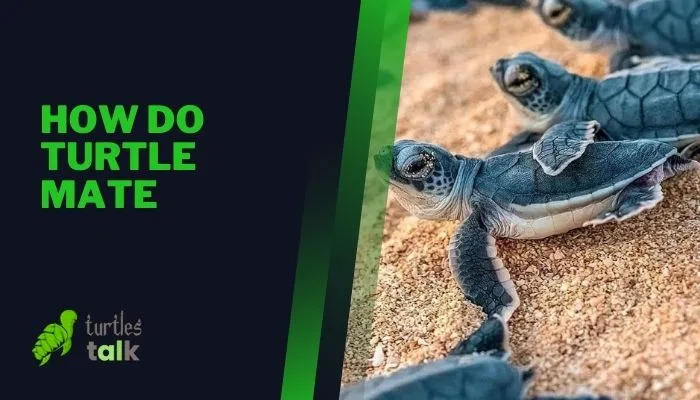 How Do Turtle Mate