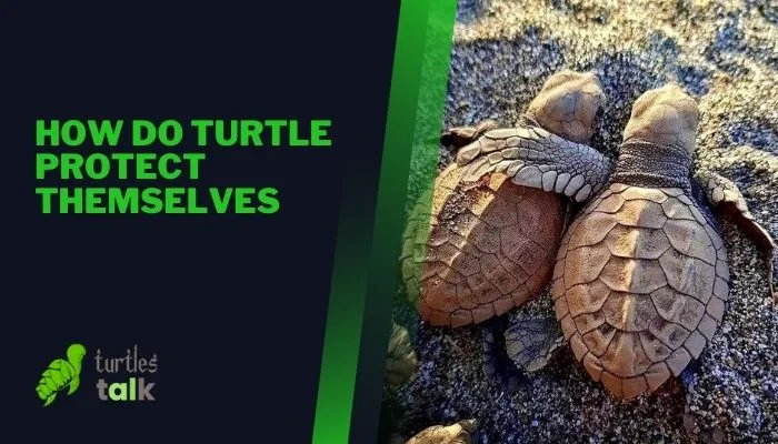 How Do Turtle Protect Themselves