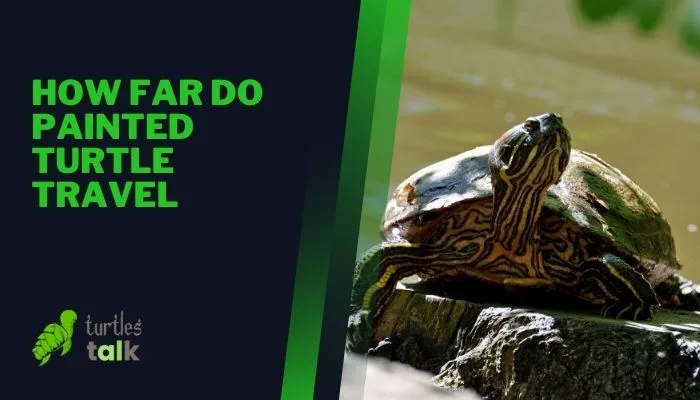 How Far Do Painted Turtle Travel