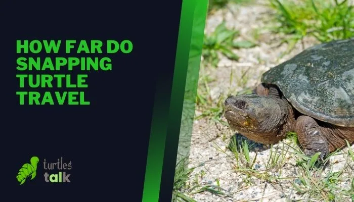 How Far Do Snapping Turtle Travel