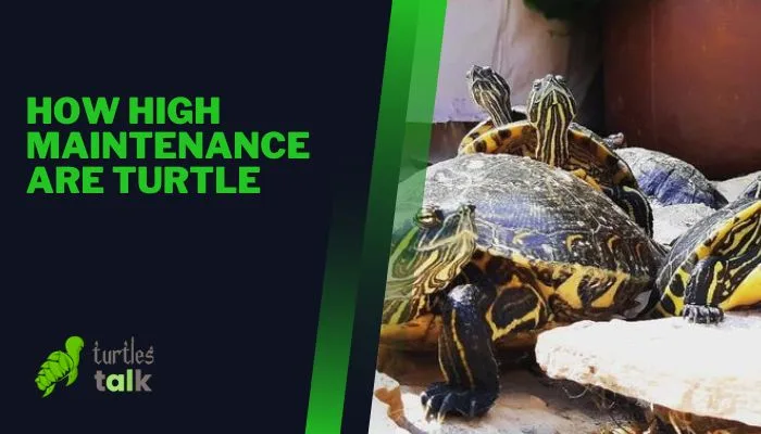 How High Maintenance Are Turtle