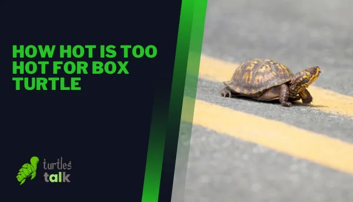 How Hot Is Too Hot for Box Turtle