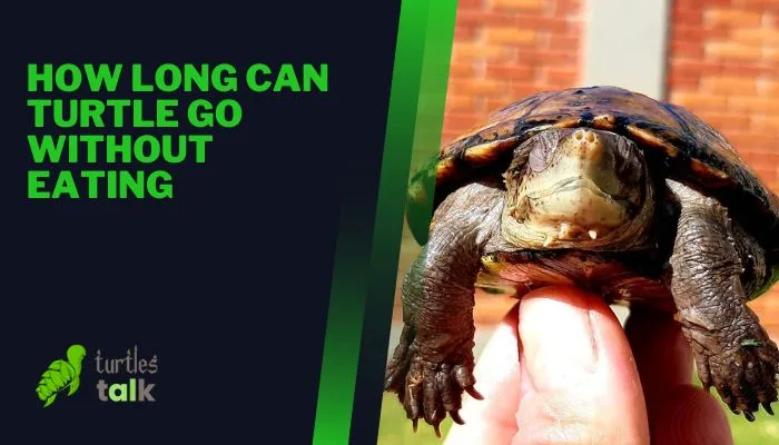 How Long Can Turtle Go Without Eating