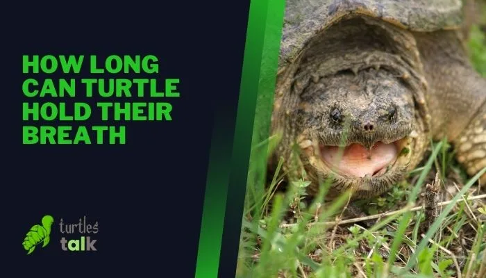 How Long Can Turtle Hold Their Breath