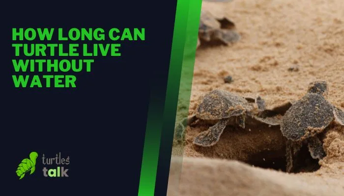 How Long Can Turtle Live Without Water