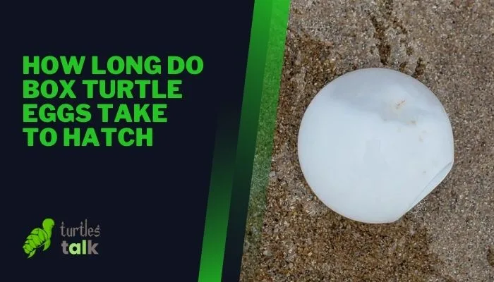 How Long Do Box Turtle Eggs Take to Hatch