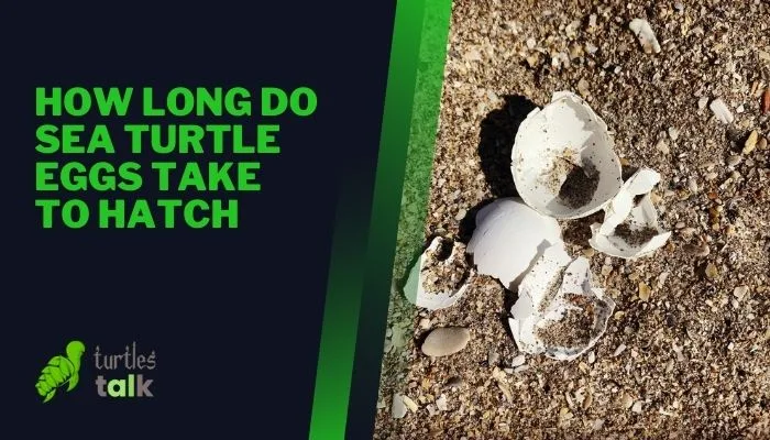 How Long Do Sea Turtle Eggs Take to Hatch