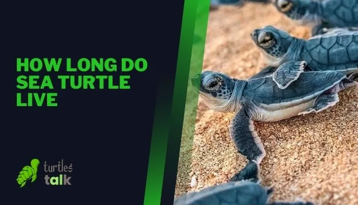 How Long Do Sea Turtle Live