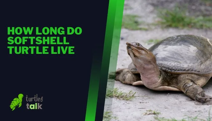 How Long Do Softshell Turtle Live