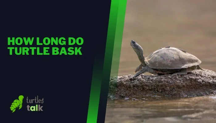 How Long Do Turtle Bask