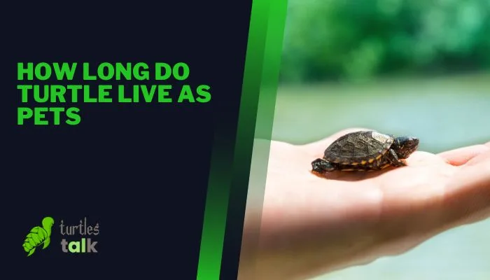 How Long Do Turtle Live as Pets