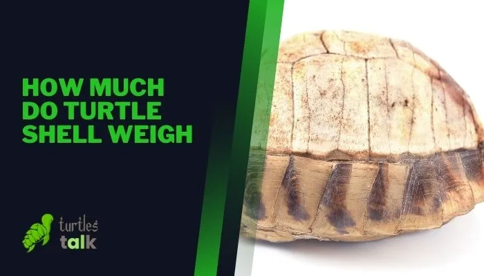 How Much Do Turtle Shell Weigh