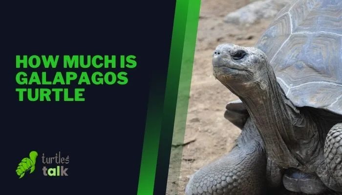 How Much Is Galapagos Turtle